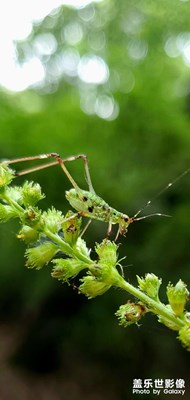 隨手拍昆蟲(chóng)