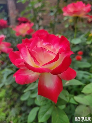 月季??開(kāi)了