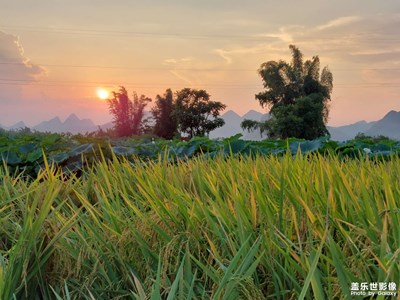稻花香里說豐年