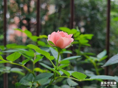 花開花謝花又開…
