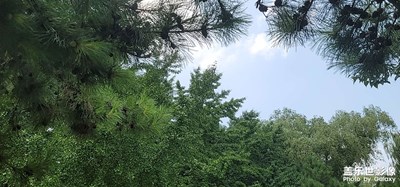 北京正午的牡丹園公園