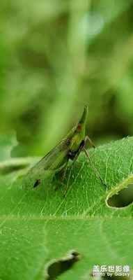 隨手拍～各種昆蟲(chóng)