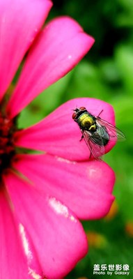 隨手拍～最美的蠅