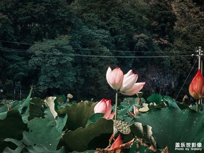 見(jiàn)過(guò)花開(kāi)的人 便會(huì)懂得風(fēng)的溫柔