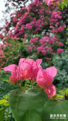 成片的三角梅真好看，我也要在老家種上一片三角梅