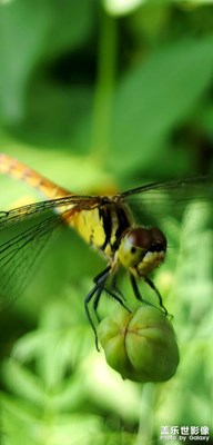 隨手拍昆蟲(chóng)