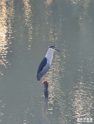 《夜鷺》手機拍攝