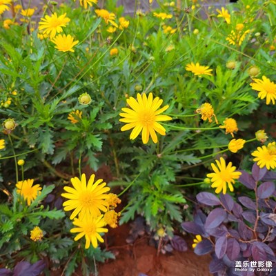 你們的21會(huì)卡卡的掉幀嗎??