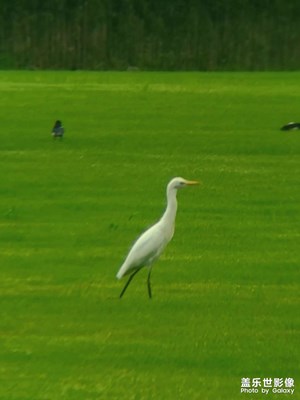 《綠草上的白鷺》手機拍攝 遠(yuǎn)攝鏡 手持