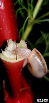 隨手拍~花間精靈