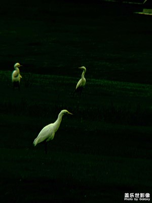 《白鷺》手機拍攝 遠(yuǎn)攝鏡 三星架 遙控快門