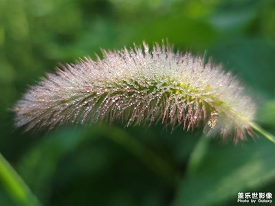 s21u晨露之馬尾草