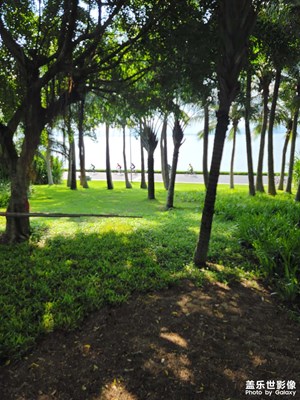 深圳灣畔綠茵茵