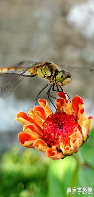 【光影故事】 隨手拍昆蟲