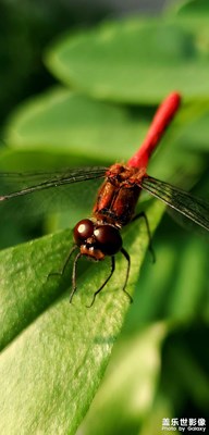 隨手拍～紅蜻蜓