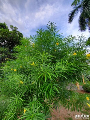 園區(qū)的花木