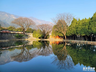 【靜默時光】 樹