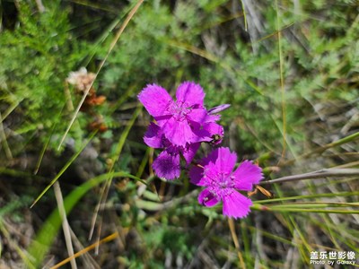 秋天戶外的花草