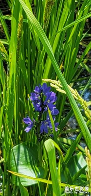 南崴子水庫！?。。。。。?！