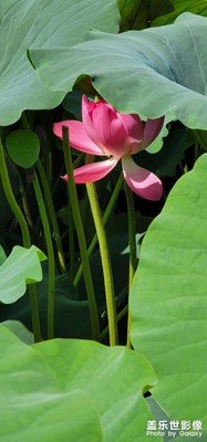 雙青湖隨拍！?。。。。。。。。。?！