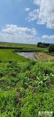 稻田旁邊拍到的*！