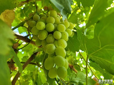 今日照片   還是葡萄