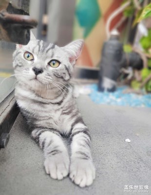 【神奇的動物】喵星人