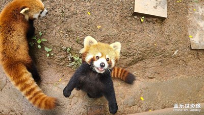 神奇的動物 青城后山街子古鎮(zhèn)小熊貓小螃蟹藍(lán)蜻蜓