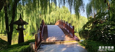 曲江垂柳