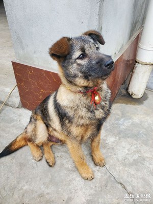 【神奇的動(dòng)物】 中華田園犬