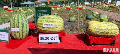 三星隨手拍