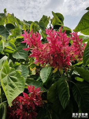 悠閑逛公園，拍拍花！