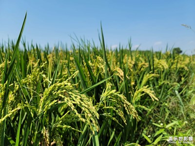 又到一年吃蟹時