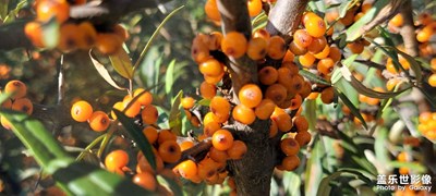 中秋佳節(jié)快樂