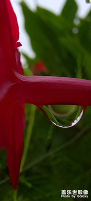 【隨走隨拍】 雨珠