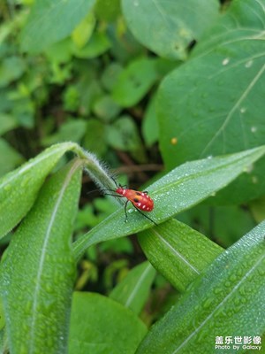 用拍照無敵的三星s8拍出最漂亮的昆蟲！