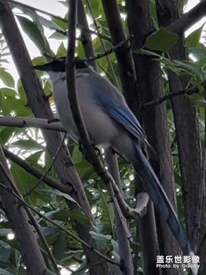 今日照片   鳥??