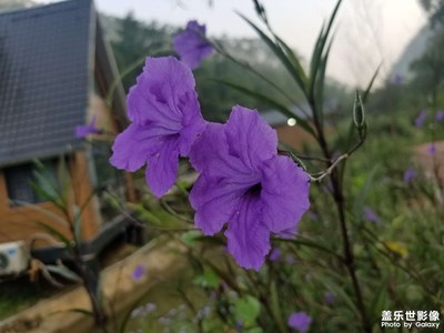 用拍照無敵的三星s8拍出最美的花！