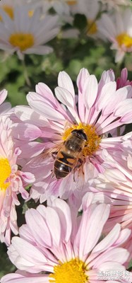 今日照片 花和蜜蜂