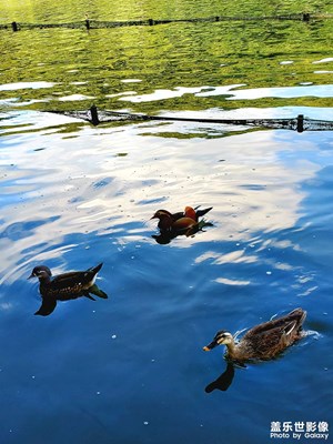 長假前的西湖美極了！