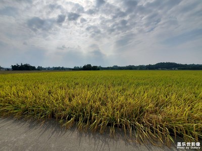 【影像從心】 湖田林草