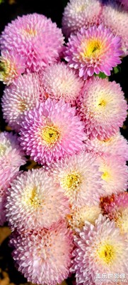 【影像從心】+秋之菊