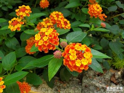 【我的假期生活】 秋花夕拾