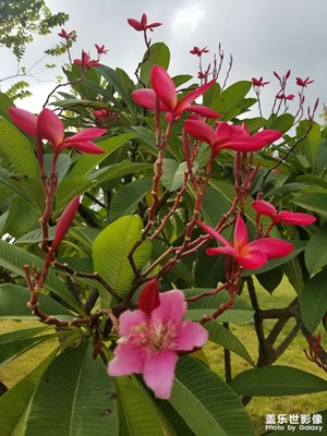 用拍照無敵的三星s8拍出最美的花！