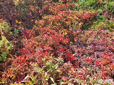 今日照片   隨手拍的