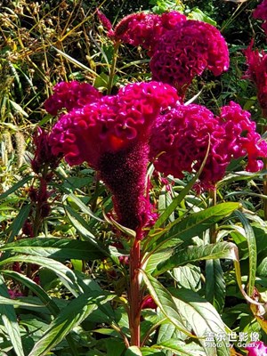 【我的假期生活】 走進大自然