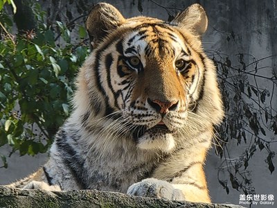 【我的假期生活】+可愛的小動物們