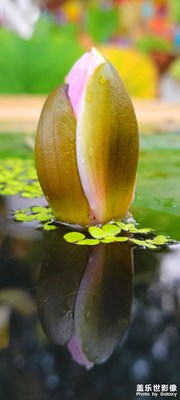 【我的假期生活】+美好