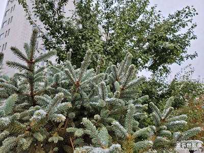 今日照片  烏魯木齊初雪