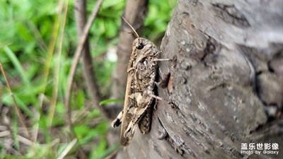 【發(fā)現(xiàn)美的眼睛】 螞蚱